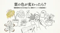 葉の色が変わったら？ 観葉植物のSOSを見逃さない観察ポイントを徹底解説！